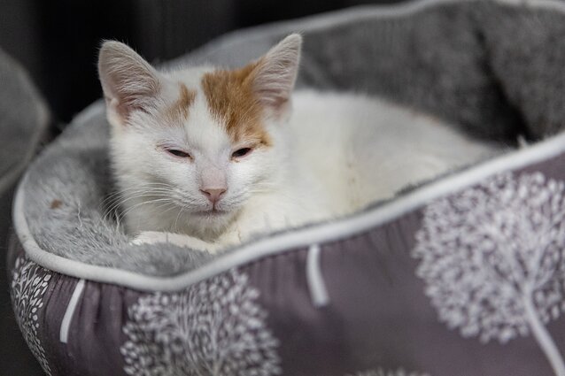 Vilniuje atidaryta atnaujinta gyvūnų globos prieglauda