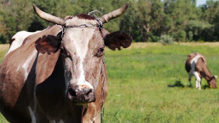 Prognozė. Kaip sausros, potvyniai ir kiti gamtos reiškiniai pakeis mūsų mitybą?