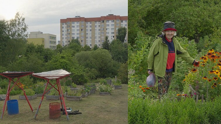 Šilainiuose virš 40 metų klesti lysvės: vyresniems žmonėms šie sodai tapo ir proga išeiti iš namų bei pabendrauti