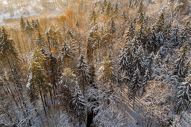 Žinios. Protestuoti pradėjo ir privačių miškų savininkai – sunkiosios technikos kolona judėjo automagistrale