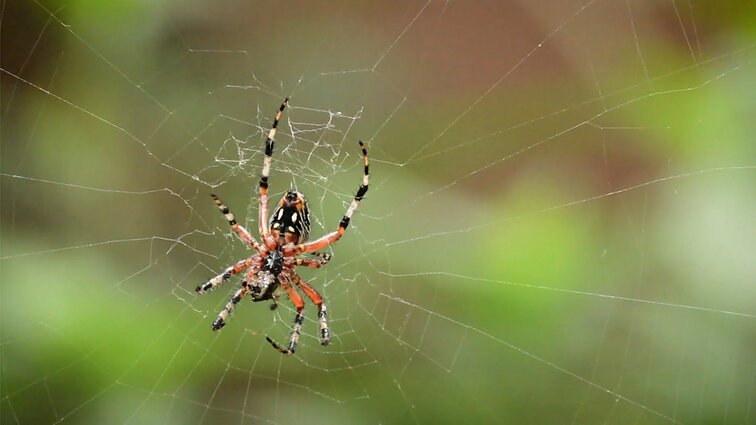 Smalsumo genas. Kaip mokslininkai mokosi iš vorų sintetinti medžiagas su atmintimi?