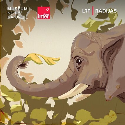 Vakaro pasaka. Padarėliai. Dramblys: milžinas, grojęs trimitu