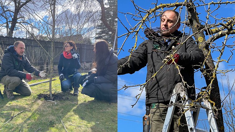 Seną sodą įsigijusi Monika susiduria su rūpesčiais jį prižiūrint: medžių gydytojas patarė, nuo ko pradėti