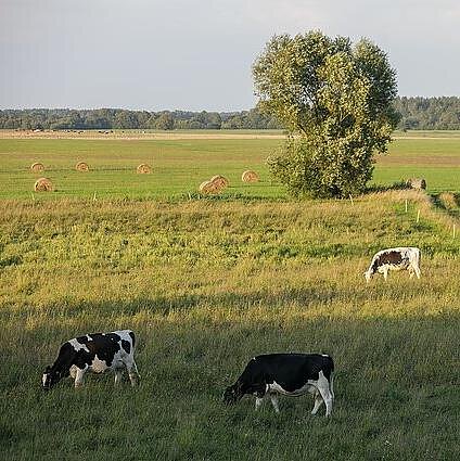 Gimtoji žemė. Laukiant Europos Komisijos įvertinimo, reikalavimas atkurti pievas – stabdomas