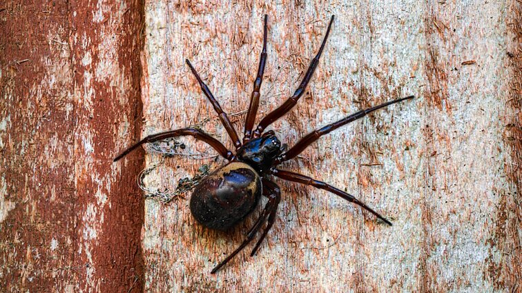 Knygos apie vorus autorius: šiuo klausimu Lietuva yra Dievo užantis, bet dėl klimato kaitos čia gali atkeliauti ir nuodingos juodosios našlės