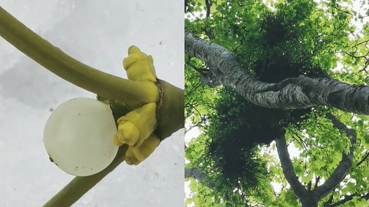 Gamtininkas apie neįprastus darinius beržų viršūnėse: amalui labai daug nereikia