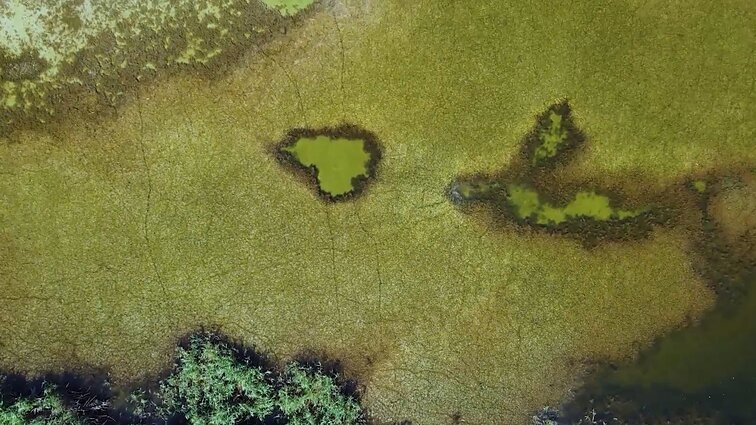 Kodėl ežerai senėja greičiau ir kaip su tuo susijusios žemės ūkyje naudojamos trąšos?