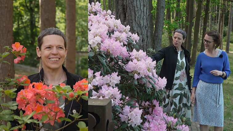 „Pasodinai ir pamiršai“: specialistė paaiškino, kodėl geriau rododendrų negenėti ir kaip jais rūpintis, kad gyvuotų šimtmečius