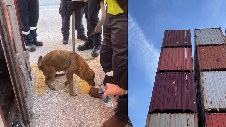 Pareigūnai Teksase išgelbėjo šunį, kuris aštuonias dienas praleido įstrigęs jūriniame konteineryje be maisto ir vandens