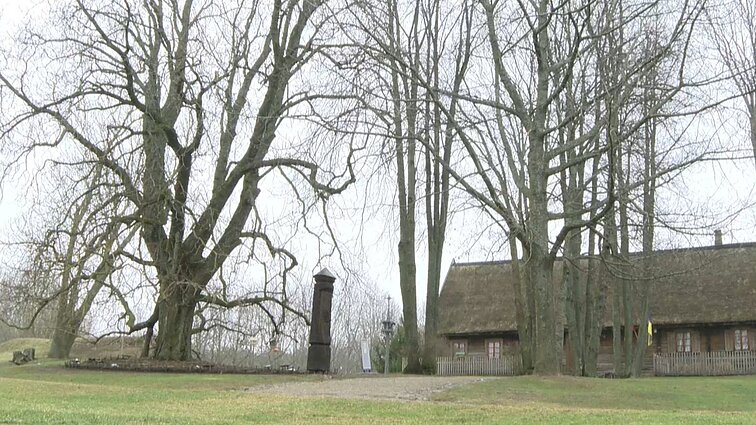 Basanavičiaus gimtinėje augantis kaštonas dalyvauja Europos metų medžio konkurse: muziejininkai jį vadina praeities liudininku