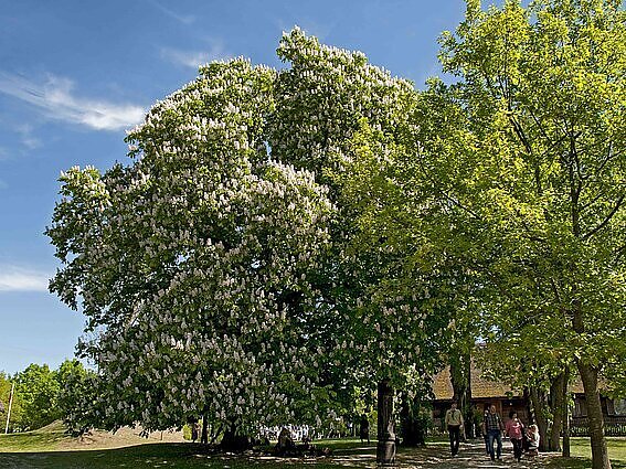 Tarp nominantų į Europos metų medžio titulą – Basanavičiaus gimtinėje augantis kaštonas