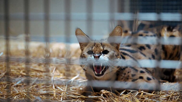 Veterinarijos gydytojas: jei uždarysi tvarte briedį, tai nereiškia, kad jis taps naminiu gyvūnu