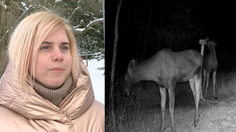 Sodybos vaizdo kameros fiksuoja žvėris: nuolatiniais svečiais jau tapo barsukai, lapės, stirnos, elniai ir net vilkas