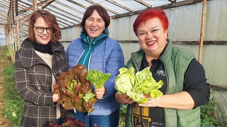 Didelės, nekarčios, ryškių spalvų salotos: kaip jas sėtis ir kada svarbu persodinti?