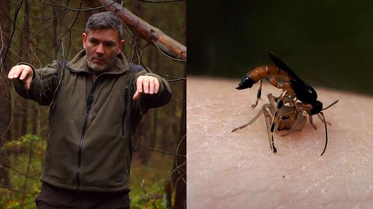 Grybų pavergtas muses ir vapsvų pergudrautus vorus aptikęs Čepulis: tokių „zombių“ gali būti ir jūsų namuose