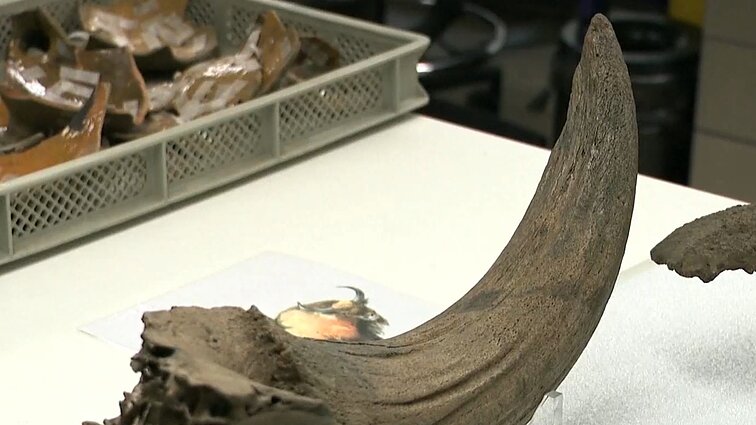 Netikėtas atradimas statant metro Briuselyje: aptiko priešistorinių mamutų kaulų ir elnių ragų