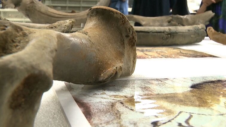 Briuselyje, statant naują metro stotį, aptikta priešistorinių gyvūnų liekanų: toks radinys mieste – jau ne pirmas