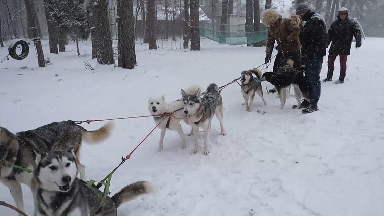 Šunų augintojai Jolanta ir Hubertas apie gyvenimo būdu tapusį kinkinių sportą: reikia labai mylėti šunis