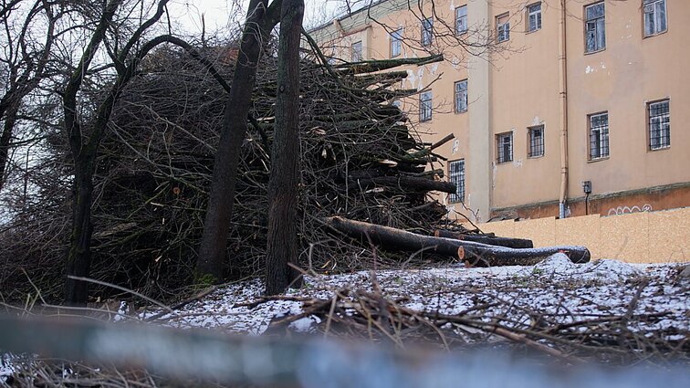 Komisija nepatvirtino, bet leidimas gautas: Vilniaus arkivyskupija iškirto saugotinus medžius