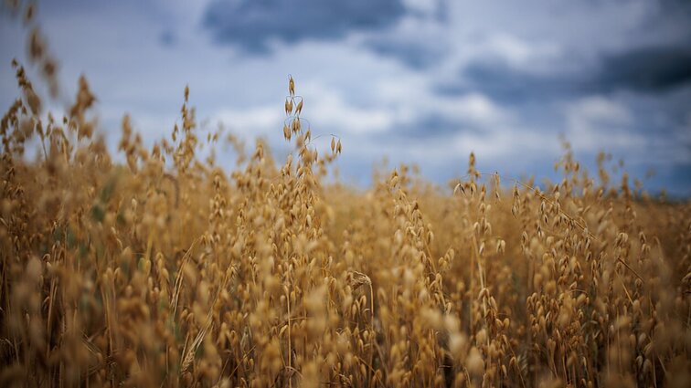 Lietuvos ūkininkai teigia, kad ukrainietiškų grūdų į Lietuvą patenka nedaug: didesnė problema – Rusijos ir Baltarusijos produkcija