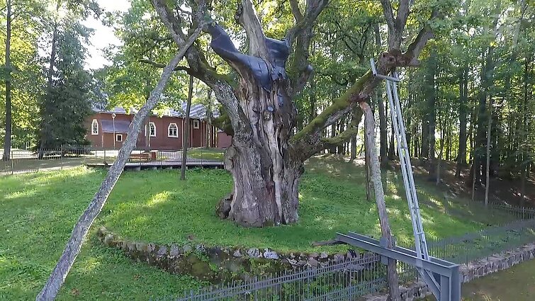 Stelmužės ąžuolui gresia griūtis: prastėjančią medžio būklę lėmė netinkamai įrengtos atramos