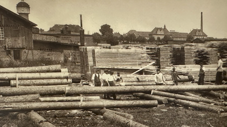 „Miškas – Lietuvos maitintojas“: ar ir senovės lietuviai jautriai reagavo į medžių kirtimus?