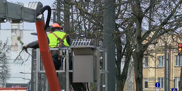 „Bent dalį galima buvo išsaugoti“: arboristai kritikuoja Kauno savivaldybę dėl medžių kirtimo Laisvės alėjoje