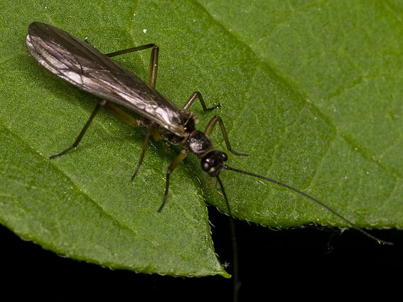 Atbundant gamtai pradeda krutėti ir vabzdžiai: kviečia susipažinti su pavasario pranašais – ankstyvėmis