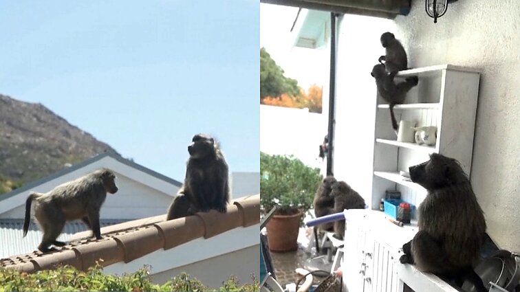 PAR miestai nesusitvarko su babuinų invazija: šie ieško visko, kas valgoma, o gyventojai juos randa ir savo virtuvėse