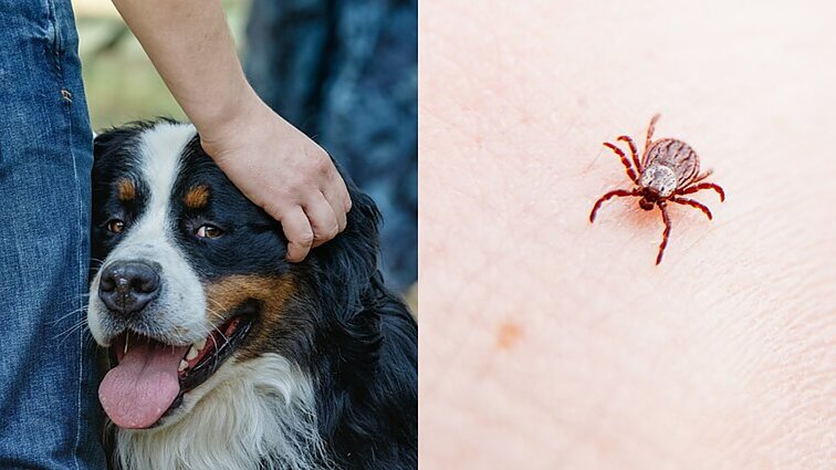 Su pavasario džiaugsmais – babeziozės grėsmė: veterinaras pataria, kaip apsaugoti keturkojus nuo erkių sukeliamų ligų
