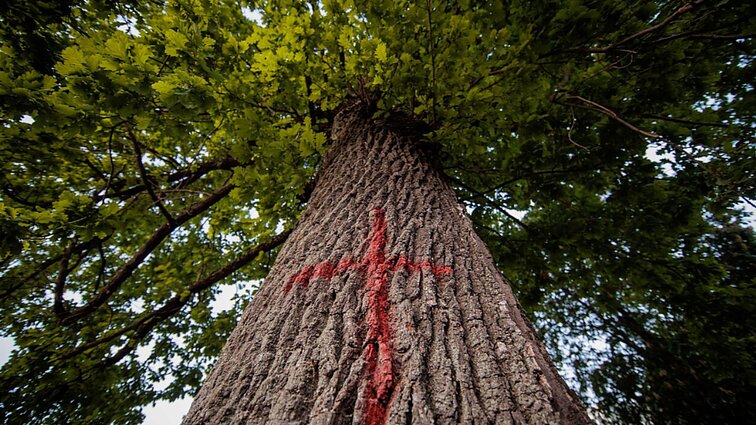 Gamtininkas: Lietuvoje per mažai dėmesio skiriama retų ir saugomų medžių paieškai