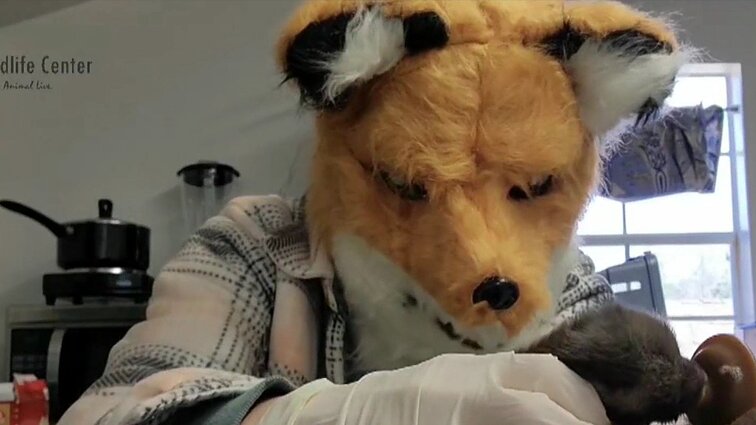 Neeilinis rūpestis gyvūnu: gatvėje rastą lapiuką žindo nešiodami lapės kaukę