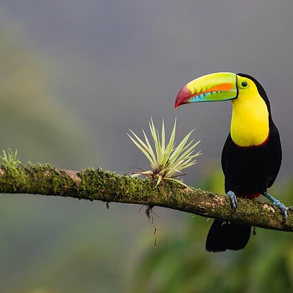 Vagabondai. Keliautoja Aistė Malakauskaitė apie Kostą Riką: Gražiausias gamtos kampelis,kuriuo gali mėgautis vienas, be kitų turistų