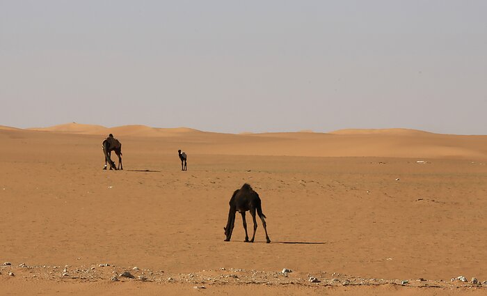 Pietų Maroke kai kurios vietovės lietaus nematė beveik dešimtmetį: nykstanti augmenija užleidžia vietą smėlynams
