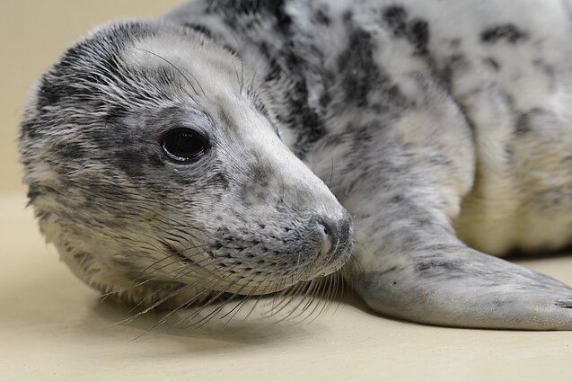 Ruoniukas rastinukas