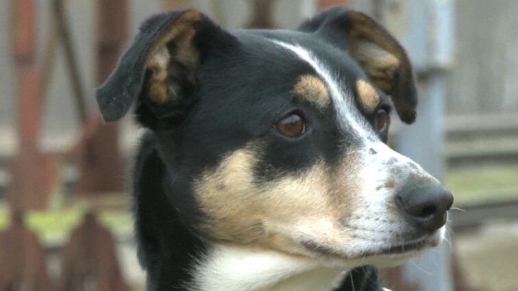 „Su gyvūnu elgiamės kaip su žmogumi“: Stebulių kaime – stebinantis rūpestis beglobiais