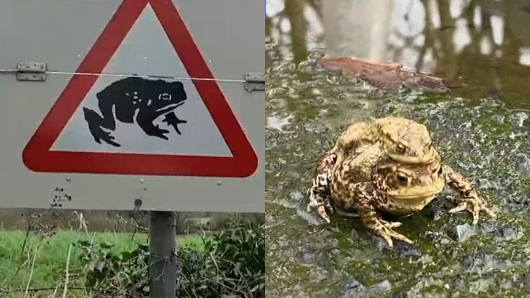 Anglijoje 25 kartą atidaryta pirmoji pasaulyje perėja rupūžėms: dėl jų saugumo uždaroma visa kelio atkarpa