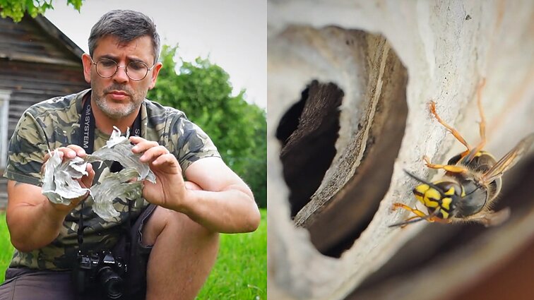 Pagalvoti prieš naikinant vapsvų lizdą kviečiantis Čepulis: jos gelbėja daržą nuo kenkėjų