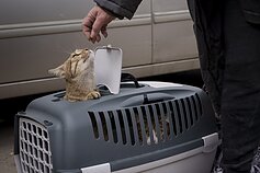 Rusijos karas prieš Ukrainą