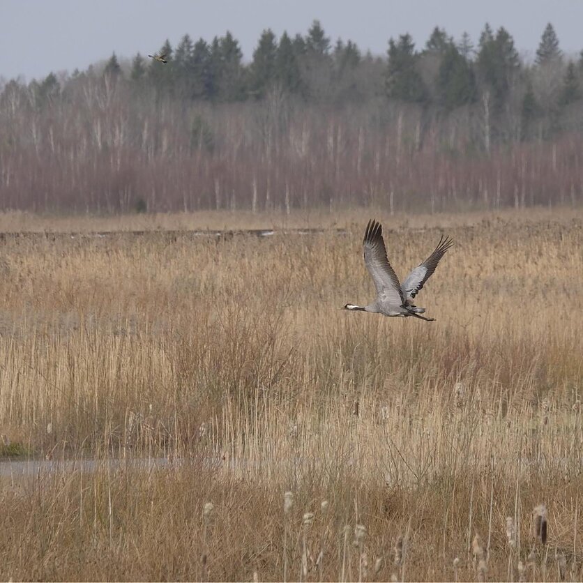 Banguolė Žalnieriūnaitė, Gervė Šepetos durpyne