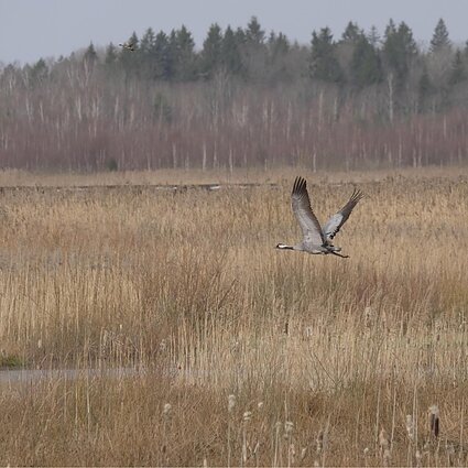 Baimės ieškojimas ir pelkės atkūrimas Šepetoje