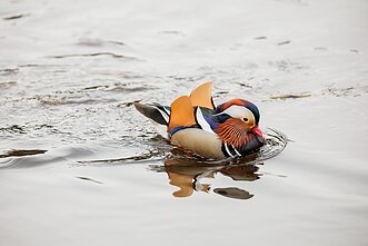 Mandarininė antis