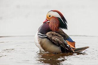 Mandarininė antis