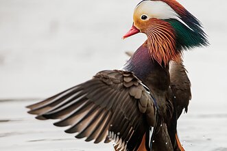 Mandarininė antis