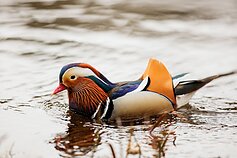 Mandarininė antis