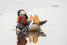 Mandarininė antis