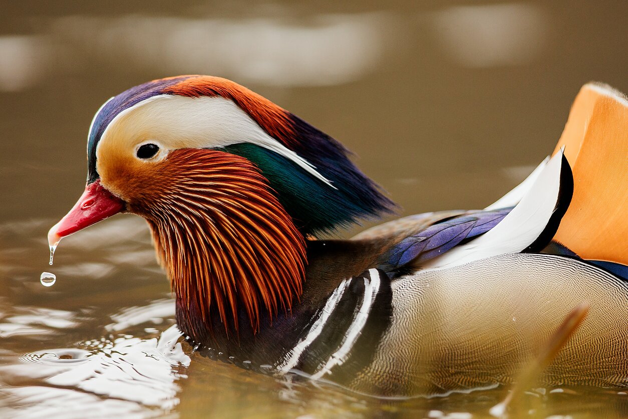 Mandarininė antis
