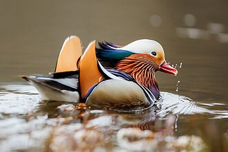Mandarininė antis