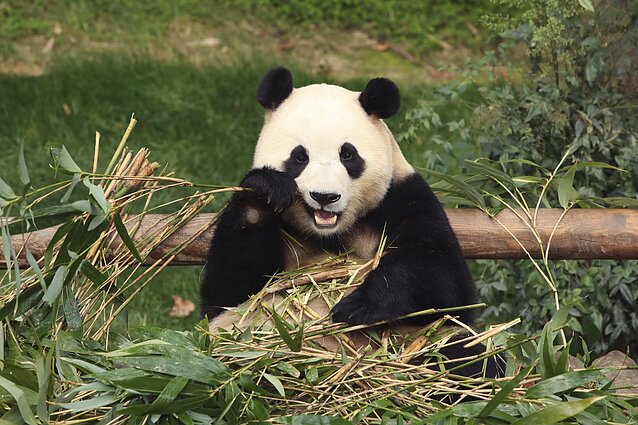 Pietų Korėja atsisveikino su šalies numylėtine panda Fu Bao: toliau ji gyvens Kinijoje