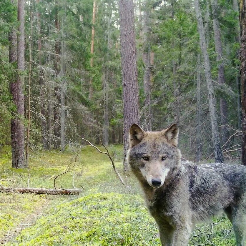 Saulius Bartminas/ Viešvilės valstybinis gamtinis rezervatas, Vilkas užfiksuotas gamtos kamera
